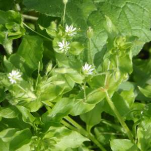 Chickweed common starwort