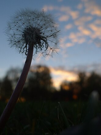 Dandelion, Fall-
