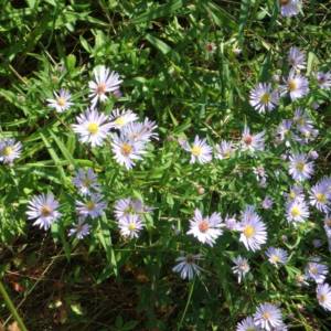 Aster, New York American-  [Michaelmas daisy]