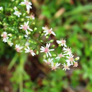 Aster, calico American-