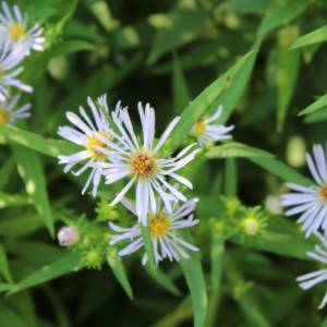 Aster, white panicled, lanced-leaved American-