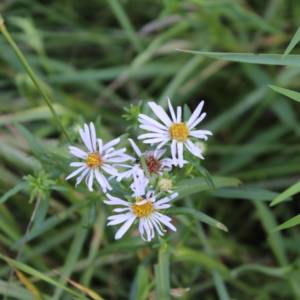 Aster, rush [Northern Bog]