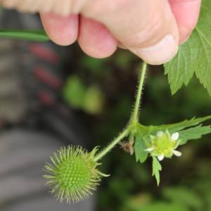 Avens white