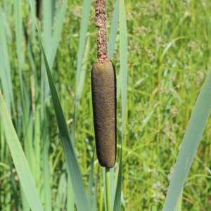 Cattail, common