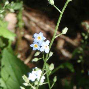 Forget-me-not, woodland, garden