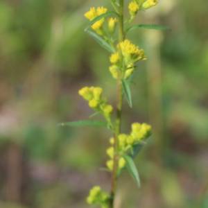 Goldenrod, bog