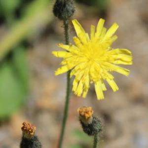 Hawkweed, mouse-eared [mouse-ear]
