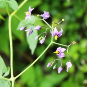 Nightshade, bittersweet