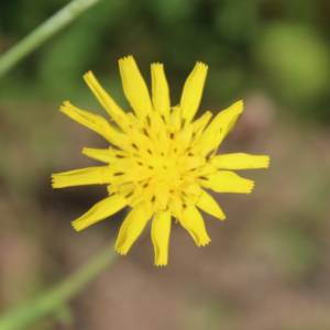 Salisfy, meadow [Goatsbeard]