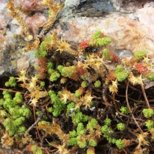 Sedum species unknown 1