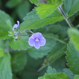 Speedwell, bird's eye