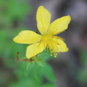 St. John's Wort, common