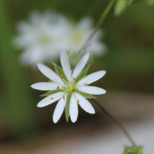 Starwort, grass-leaved [Stitchwort]