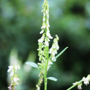 Sweet-clover, white