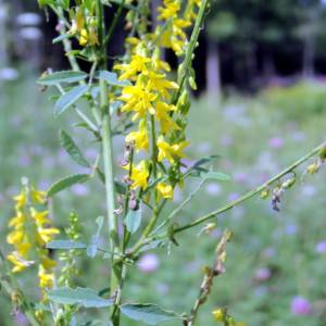 Sweet-clover, yellow