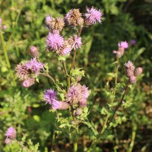 Thistle, Canada, creeping