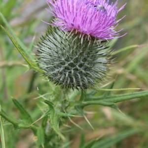 Thistle, swamp
