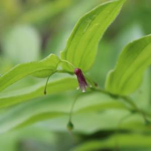 Twisted-stalk, lanced-leaved