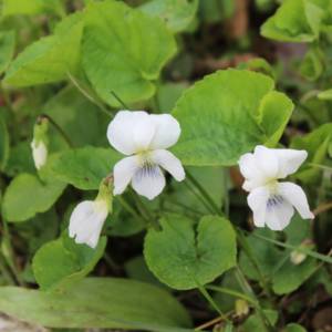 Violet, small white