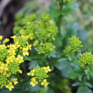 Wintercress, bitter