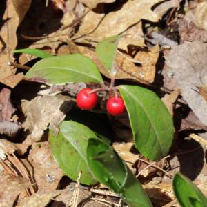 Wintergreen