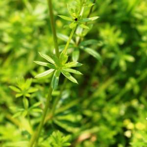Bedstraw smooth