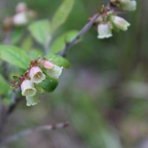 Blueberry, low bush