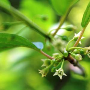 Buckthorn, glossy