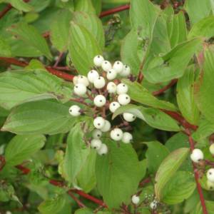 Dogwood, red-osier