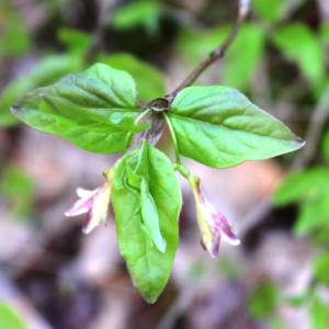 Honeysuckle, Canada fly