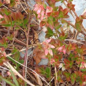 Huckleberry, black