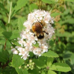 Meadowsweet, broad-leaved