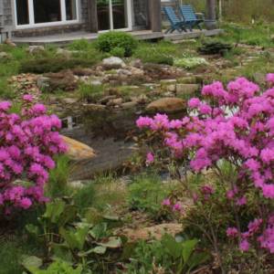 Rhododendron species