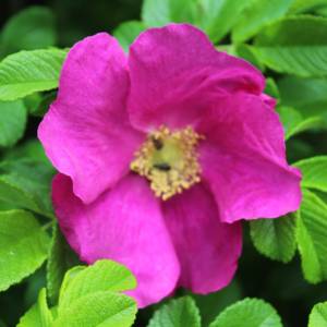 Rose, rugosa