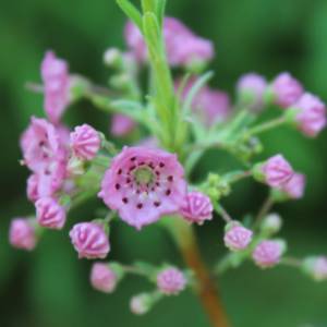 Sheep-Laurel