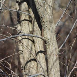 Alder, American green