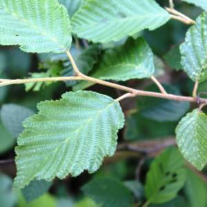 Alder, speckled