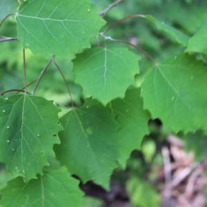 Aspen, large-toothed (Poplar, Popple)