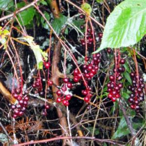 Cherry, black