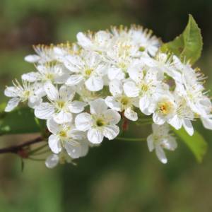 Cherry, pin