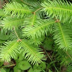 Fir, balsam