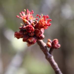 Maple, red (swamp)