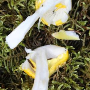 Amanita flavoconia