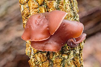 Auricularia auricula-judae