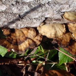 Bjerkandera adusta
