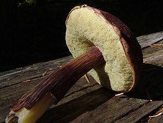 Boletus mirabilis