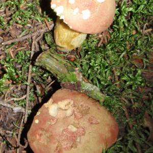 Boletus subglabripes