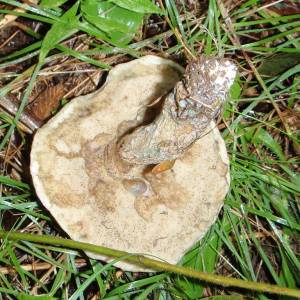 Boletus variipes