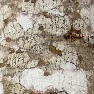 Buellia stillingiana