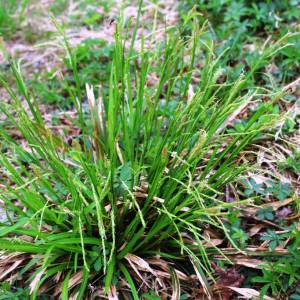 Carex arctata